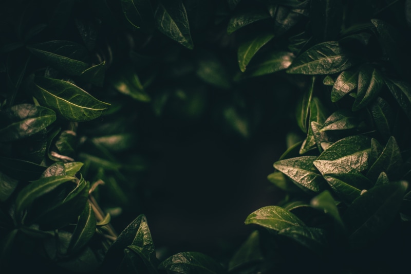 field, beauty in nature, close-up, tranquility, growth, green color, land, outdoors, closeup, 4K, no people, backgrounds, tree, leaf, dark, plant, selective focus