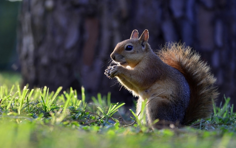 2K, phones, squirrel, mobile, animals, laptops, hd,