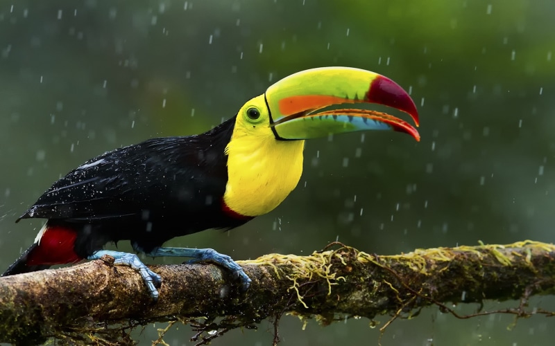 colorful, desktop, exotic, pc, tablet, mobile, toucan, birds, red, build, beak, hd, yellow, black, 2K, tail, body