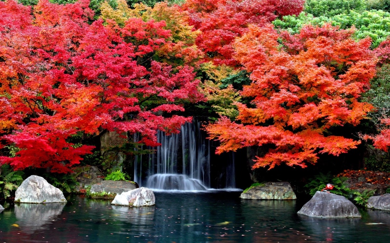 background, desktop, 2K, falls, hd, autumn