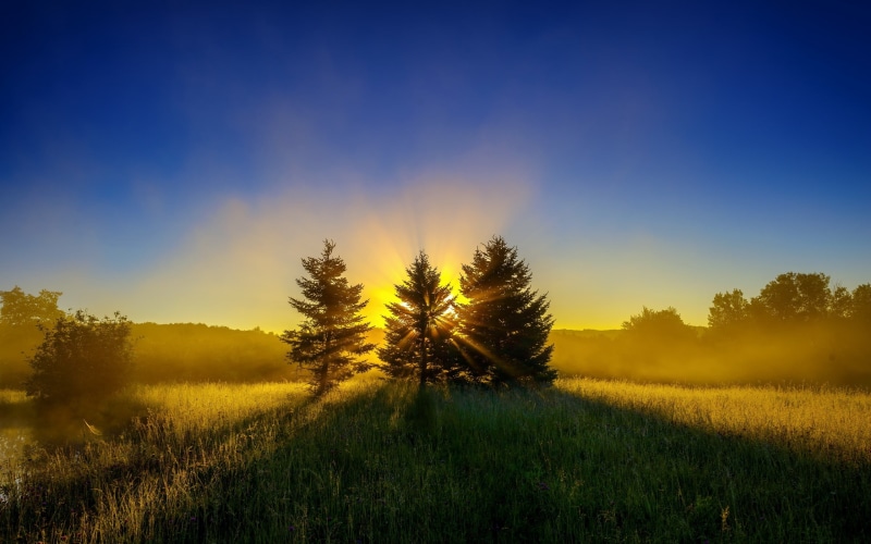 Trees, Nature, Morning, Sunrise, Early, Landscape, 2K, Mist