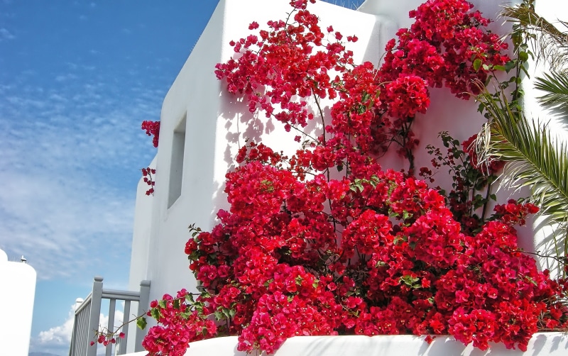 fragility, house, blue, outside, beauty in nature, building exterior, Flowers, outdoors, Mykonos, plant, 2K, tree, low angle view, red, flower, architecture
