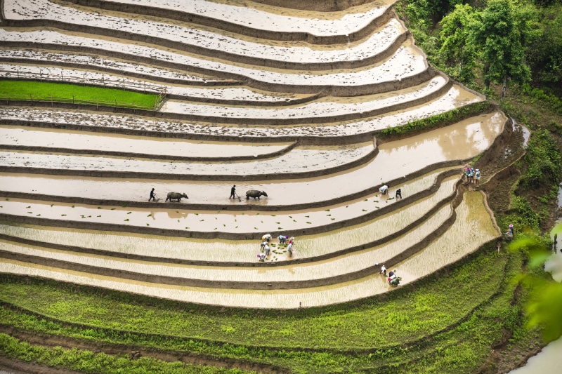 vietnam, ytý, the valley, asia, feed, step, terraces, yen bai, photography, agriculture, full color, beauty in nature, farmer, no people, stack, natural