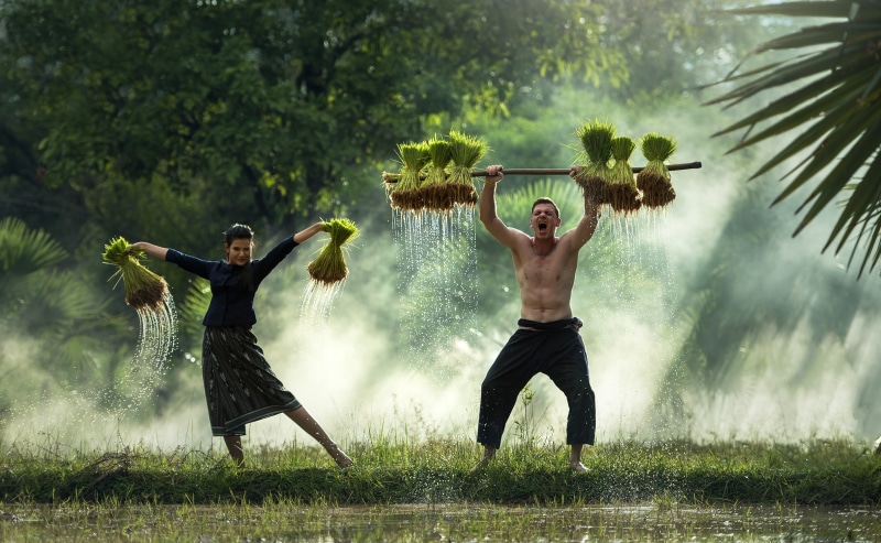 in the country, outdoor, plant, plants, adult, water, grass, rice crust, woman, cultivate, tree, nature, agriculture, cultivating, food, outdoors, farmland
