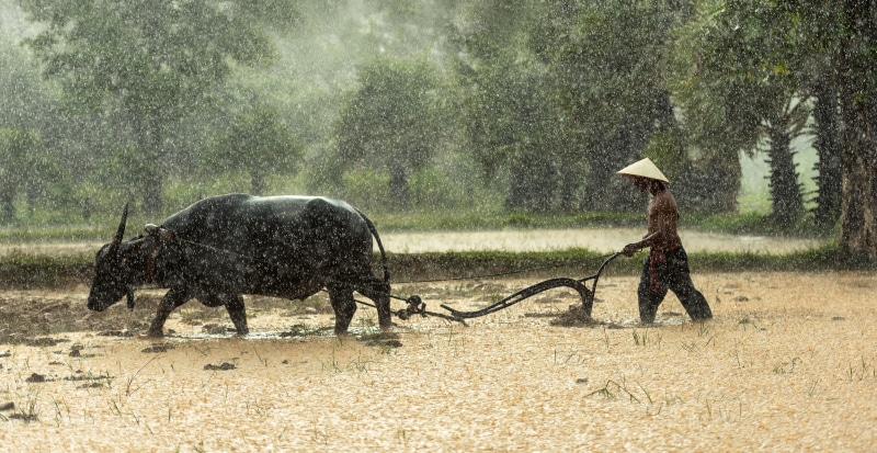 buffalo, one person, operator, water, grass, people, domestic animals, labor, laos, cultivating, farmer, harvesting, pathetic, real people, outside of the house