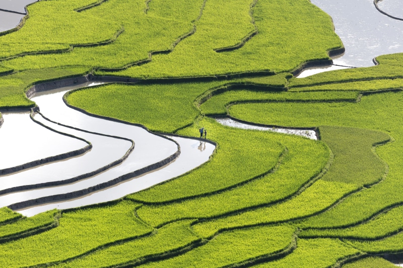 feed, near, yen bai, grass, 5K, body, ground, step, high angle view, tranquility, terraced, calm, growth, vietnam, beauty in nature, harvest, no people