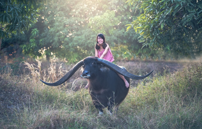smiling, pets, myanmar burma, laos, domestic animals, one animal, farm, pretty, green, golf club, background, the job, walk, vietnamese, cambodians, riding