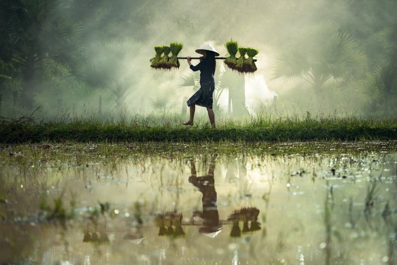 clothing, thailand, pretty, farmland, grass, rural scene, hope, laos, the job, culture, wet, cultivate, outdoor, plant, nature, sapa, one person, operator