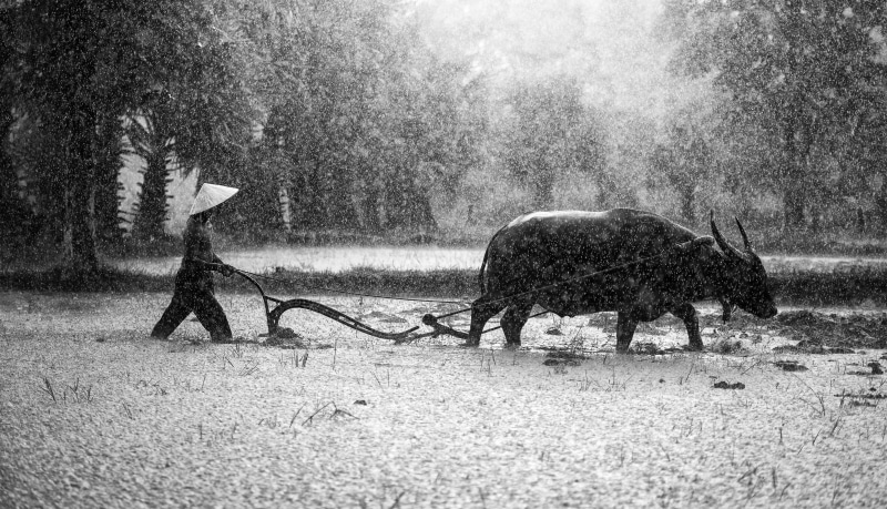 country malaysia, pathetic, asia, domestic animals, food, field, traditional, day, sapa, in the country, mead, farmland, animal wildlife, animal, photography