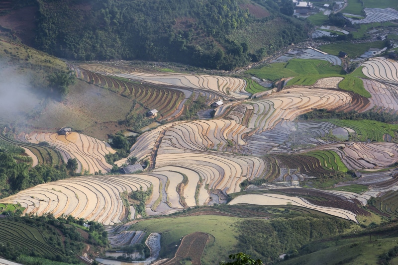 land, natural, crop, environment, farmer, rice, growth, season, harvest, step, terraced field, rice - cereal plant, water, vietnam, full color, rice paddy