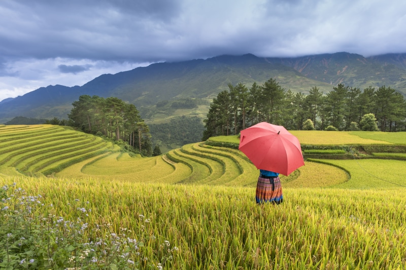 green color, mountain, smiling, middle, conical leaf hat, rice - cereal, people, growth, adult, agriculture, rice, farm, vietnam, travel, holding, field