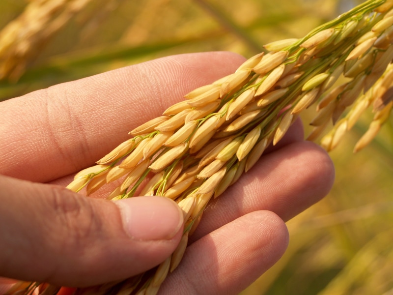 human body part, east asian culture, crop, organic, season, mown, holding, ripe, green, agriculture, person, autumn, macro, one person, s, summer, cereal Plant