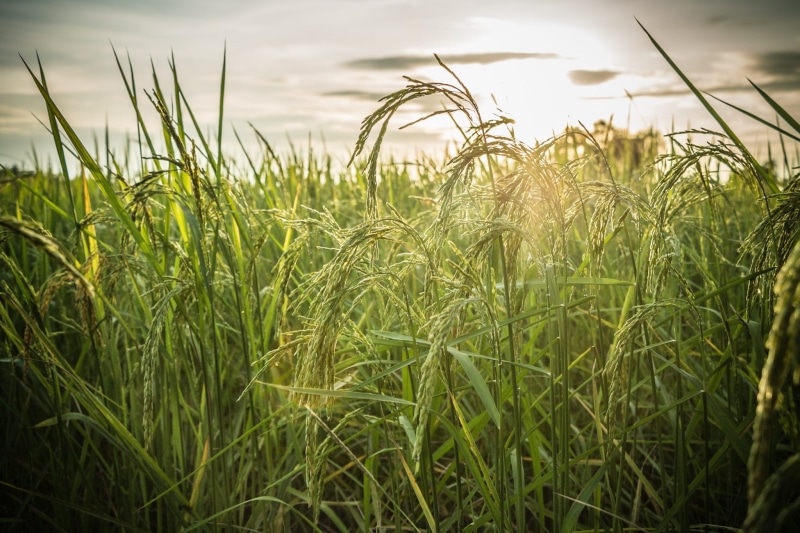 asian, Asia, crop, plantation, farm, thailand, natural, cloud - sky, Field, Farm, agriculture, sky, day, blade of grass, environment, green, growth, 1080P