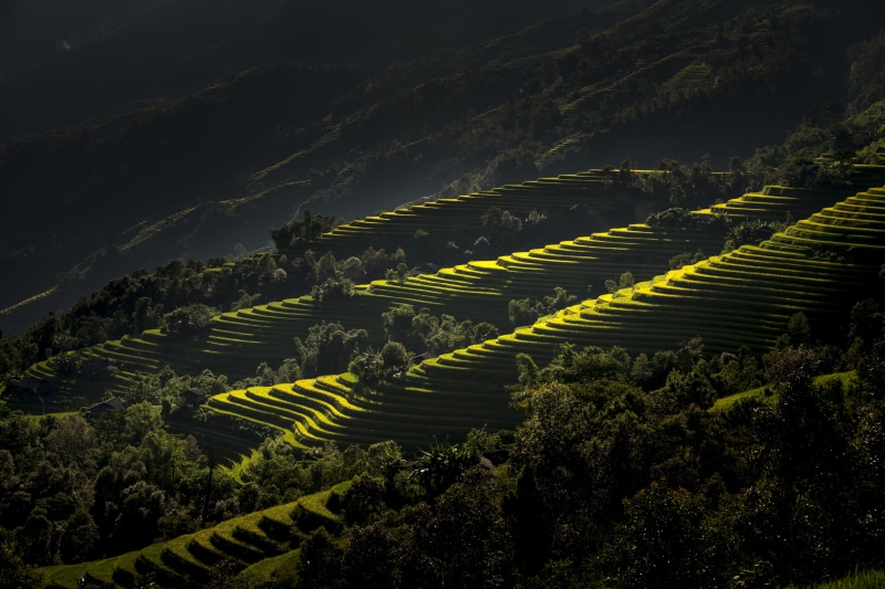 terraces, only women, crop, women, outdoors, photography, green color, the hat, the valley, rice paddy, beauty in nature, minority, rice - cereal plant