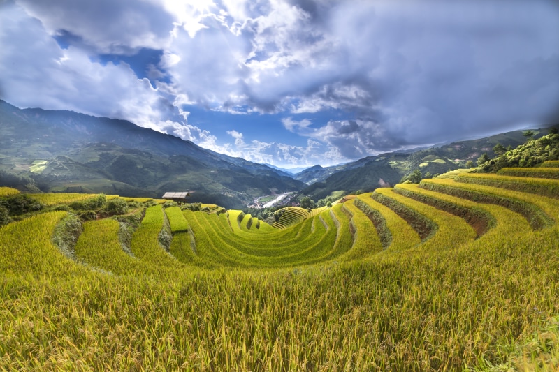 hire rice, mountain, scenics - nature, work, crop, outdoors, daytime, conical leaf hat, people, rice - cereal, women, field, plant, natural, gardening