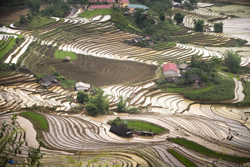 landscape, asia, vietnam, high angle view, travel, full color, harvest, mountain, terraced field, the valley, gardening, rice, cultural, step, season, scenics - nature