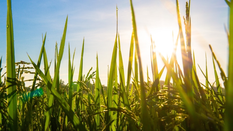 Nature, grass, merit, nature, growth, blue, farm, countryside, outside of the house, crop, backgrounds, in the country, meadow, sun, Tourism, no People