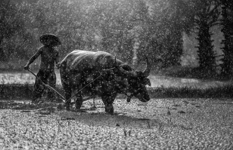 tree, 4K, operator, cattle, pathetic, mead, snowing, in the country, pets, outside of the house, outdoor, tradition, grass, domestic animals, farmer, mammal