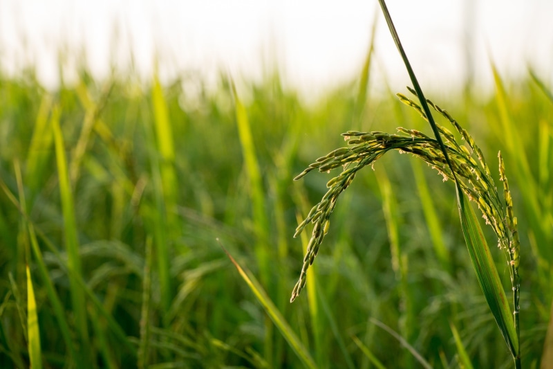 crop, summer, green, country, beauty in nature, asia, plantation, grass, ripe, farm, outdoor, selective, rice - Cereal Plant, yellow, cereal Plant, countryside