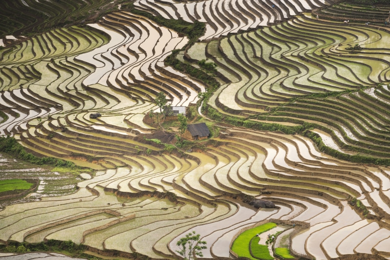 farmer, plantation, curve, scenery, outdoors, rough, lao cai, yen bai, asia, rural scene, terraced field, the valley, plant, eco, scenics - nature, natural