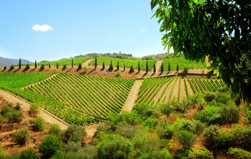 beautiful, land, harvesting, travel, site, wine, view, calem, growth, ecotourism, agriculture, fog, scenery, duero, ground, grapevine, rural scene, grass