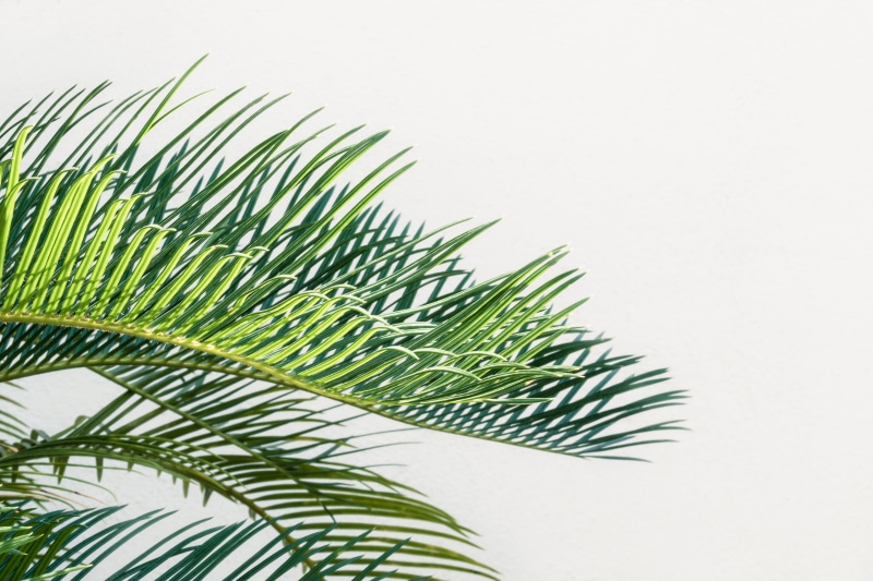 backgrounds, sun, minimal, summer, leaves, sky, palm Tree, tree, sunny, green, plant, illustration, leafe, sunlight, tropical Climate, greenery, leaf, decor