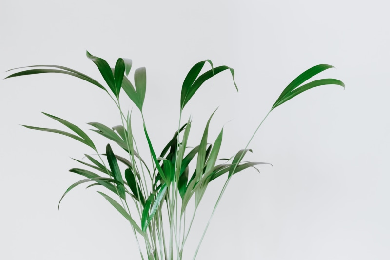 wall, near, environment, growth, isolated, close-up, white Background, nature, branch, plant, grass, green, dypsi, greenery, botany, house, backgrounds