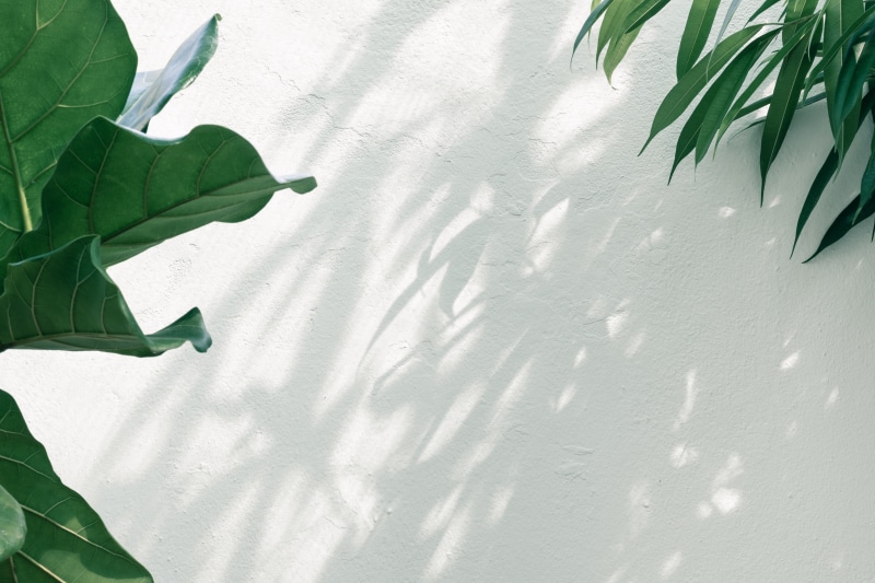 greeney, shadow, leaf, pattern, basic, day, abstract, white, backgrounds, close-up, overgrown, no People, freshness, summer, minimal, greenery, green, simple