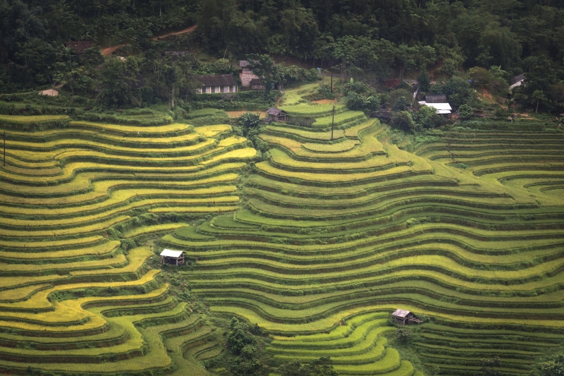 beauty in nature, natural, horizontal, green, outdoors, the farm, people, terrace, asia, agriculture, harvest, work, hire rice, crop, landscape, social issues