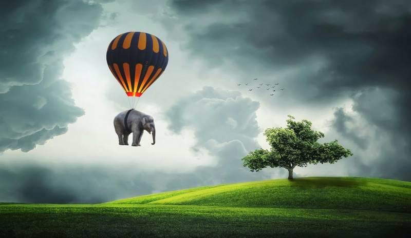 pachyderm, black, weightless, hot air balloon, captive balloon, fly, isolated, plant, cornfield, near, landscape, tree, nature, scenics - nature, outdoors