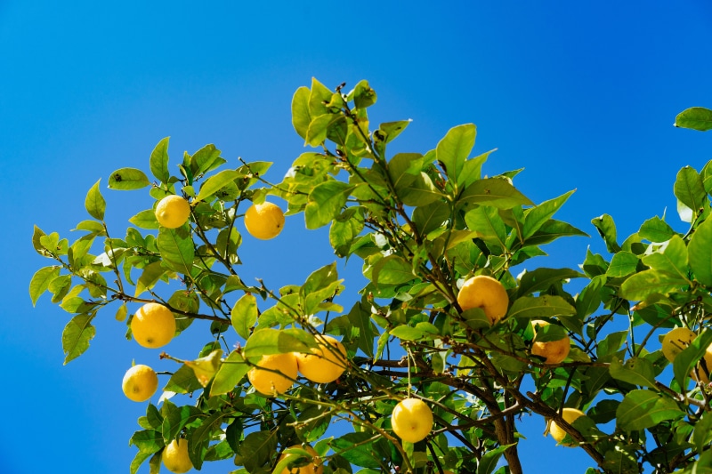 lemon, angle, organic, lemon tree, bright, branch, 5K, blue, food, outdoors, leaf, shelbyville, round, yellow, ripe, growing, fruit, sunlight
