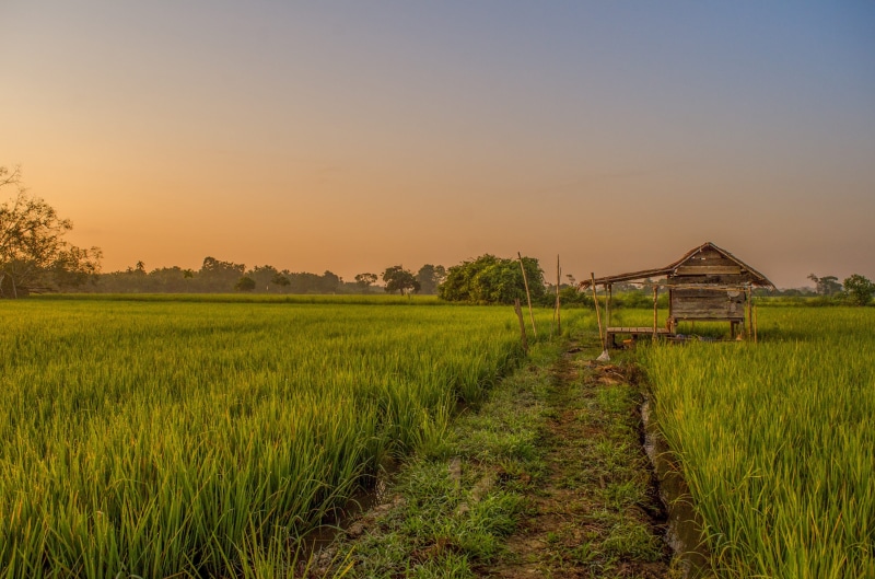 scenics - nature, farm, plants, rice - Cereal Plant, food, environment, nature, outdoors, rural, green, growth, sunset, indonesian rice, scenics, crop