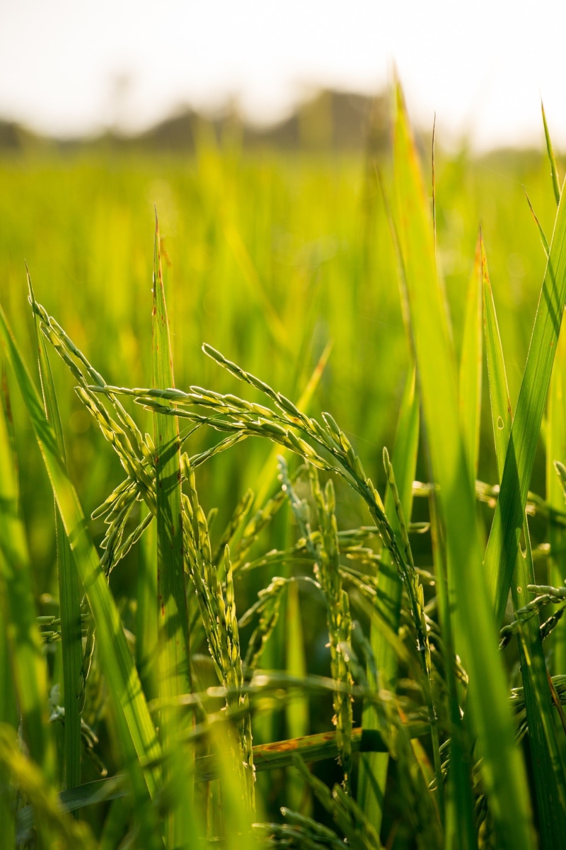 organic, grass, farming, countryside, green, farm, thailand, no people, outdoor, season, agriculture, farmer, country, 1080P, wheat, outdoors, green color