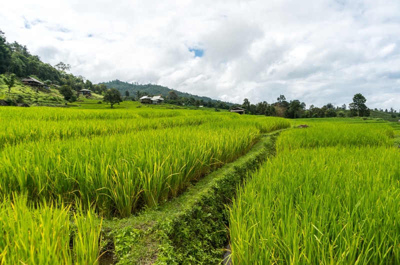 no people, scenics - nature, scenics, non-Urban Scene, plant, rice - cereal plant, mountain, cloud - sky, landscape, green Color, scenery, nature, rice Paddy
