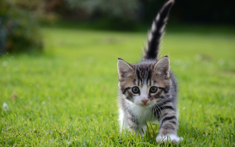 cat, 2K, hd, gray, kitten, stripe, white, grass, black, tabby, animals