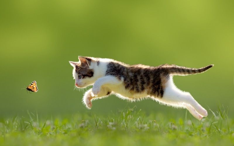 white, Jumping, gray, 2K, Butterfly, Cat, Grass, tabby