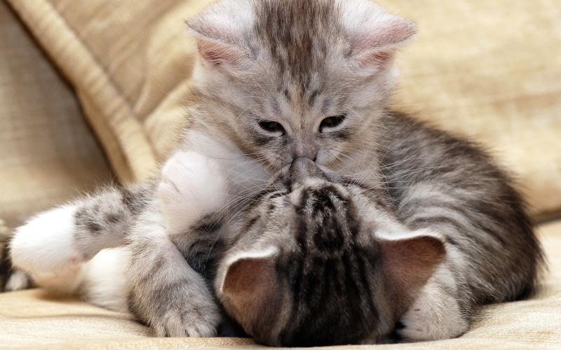 domestic cat, close-up, two, mammal, feline, sleeping, tabby, domestic animals, vertebrate, gray, hugging, cat, no people, animal, eyes closed, animal themes