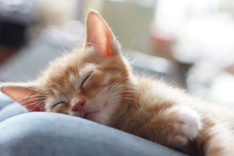 peaceful, a560, sony, kitten, sleeping, orange, animal, domestic Animals, pets, kittens, dreams, Sleepy time, asleep, f1.4, feline, cute, mammal, domestic Cat
