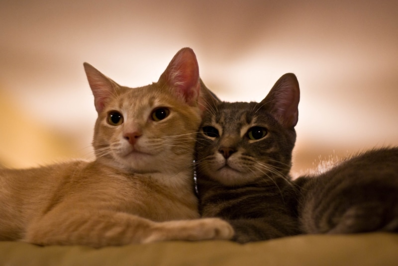orange, young Animal, two, kittens, Fluffy, tabby, kitten, pets, 2K, domestic Cat, looking, mammal, Poof, brown, feline, brown tabby, cute, tabby cats