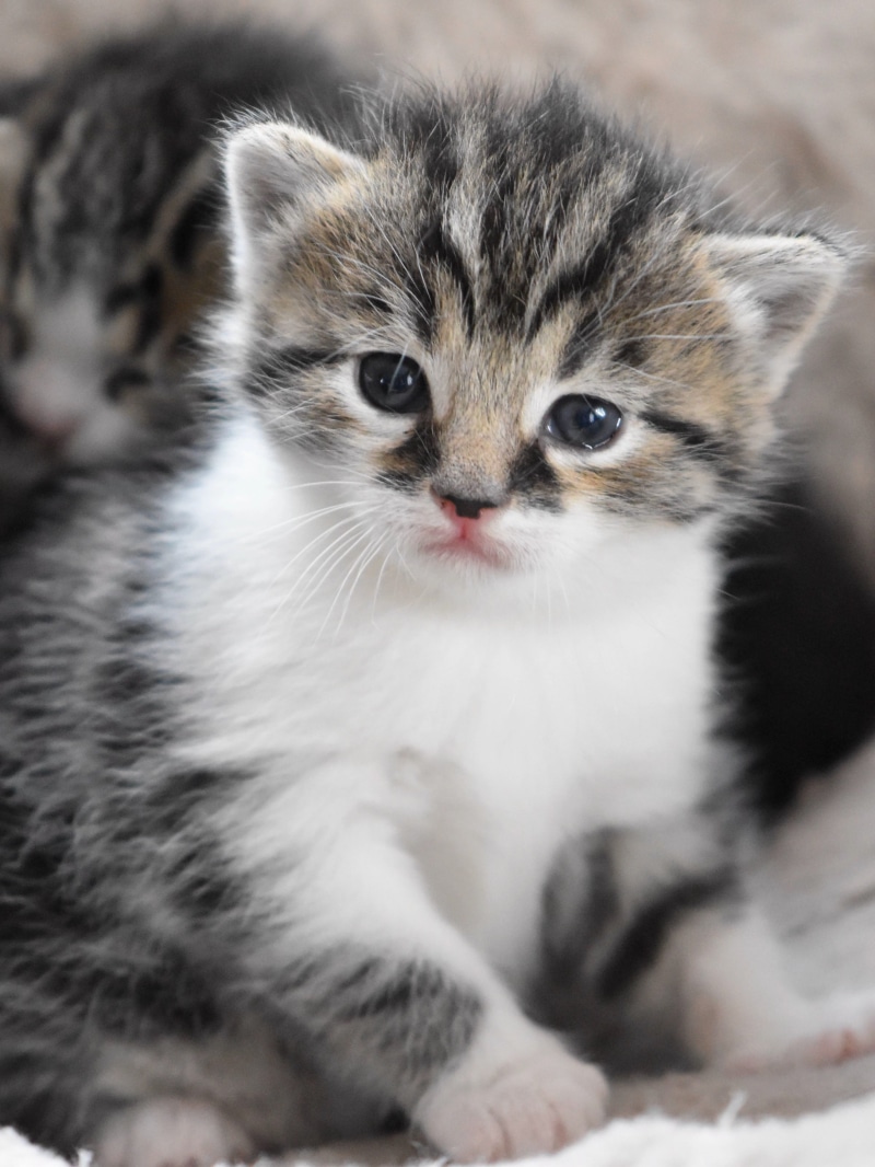 cat baby, animal head, animal eye, cute, one animal, baby cat, animal, sweet as sugar, indoors, domestic cat, domestic, young animal, cat, looking at camera