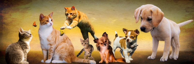 cat, animals, no people, medium group of animals, header, white, animal wildlife, canine, brown, illustrations, blurred motion, kitten, jump, play, 5K