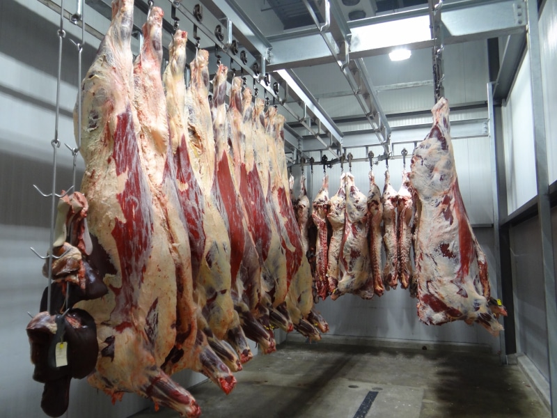 4K, adult, cow, processing, food and drink, raw food, preparation, wellbeing, hanged, no people, meat, slaughter house, day, illuminated, freshness, Slaughterhouse