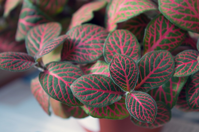 no people, red, plant-nerve, day, house plant, 1080P, large group of objects, pink veins, plant, mottled, food and drink, food, leaf, green color, multi colored