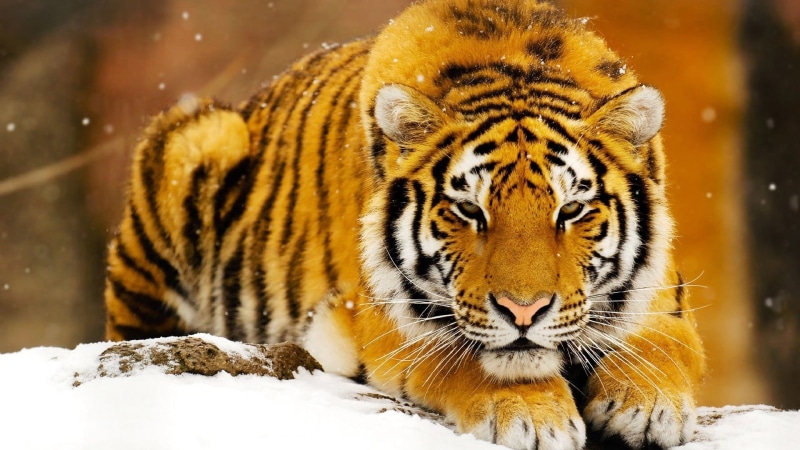 animal head, snowing, tiger, outdoors, beauty in nature, adult, cold temperature, animal, nature, snow, winter, animals in the wild, animal wildlife, one animal