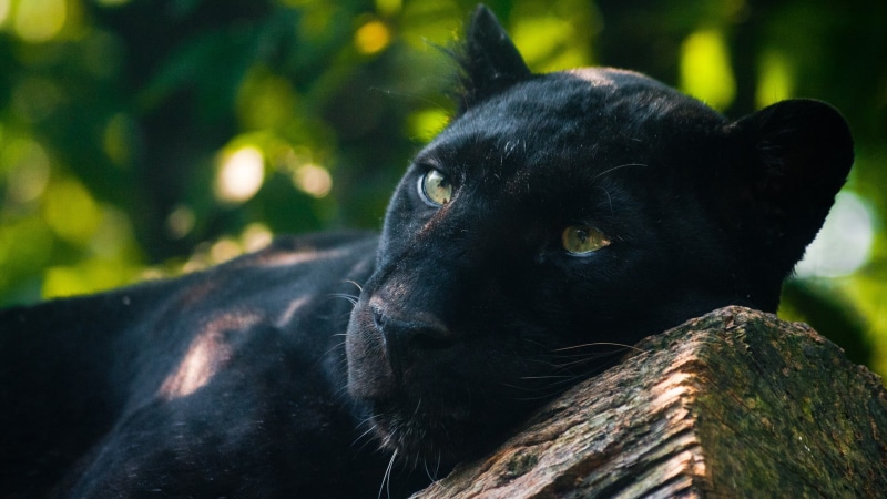 looking away, canine, black color, panther, cat, animals in the wild, photography, animal eye, animal head, focus on foreground, panthers, pets, one animal