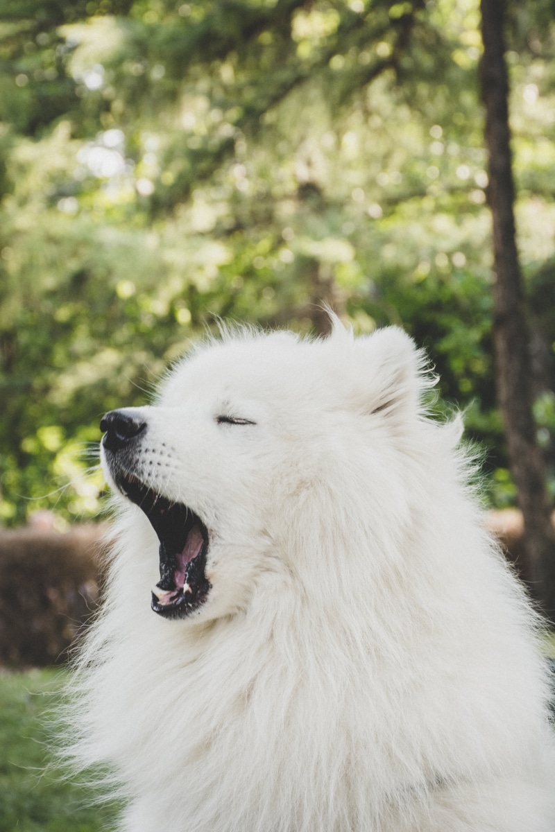 profile view, yawn, domestic, one animal, japanese spitz, mouth open, cute, white color, pets, adult, yawning, 5K, animal hair, animal themes, outdoors