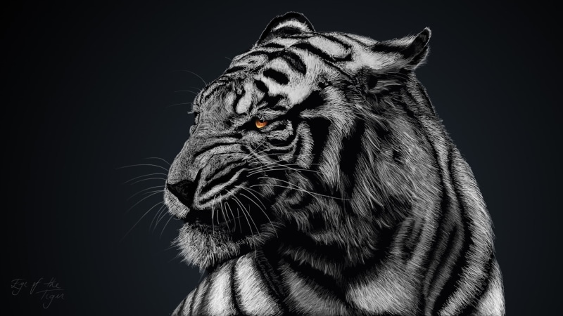 animal themes, selective coloring, whisker, mammal, animal head, profile view, black background, big cat, cat, white, looking, feline, animal, 1080P, animal wildlife
