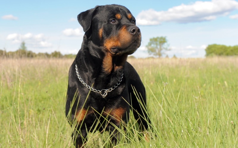 cute, obedience, young Animal, pets, doberman Pinscher, miniature Pinscher, looking, guard Dog, brown, one Animal, purebred Dog, domestic Animals, grass