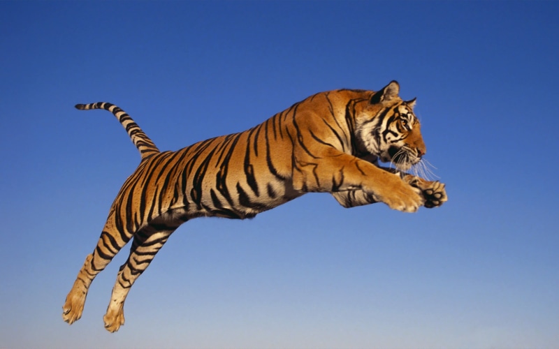 safari, animal, adult, big Cat, india, asia, wildlife, no people, tigris River, carnivore, blue, danger, safari Animals, feline, jump, outdoors, clear sky