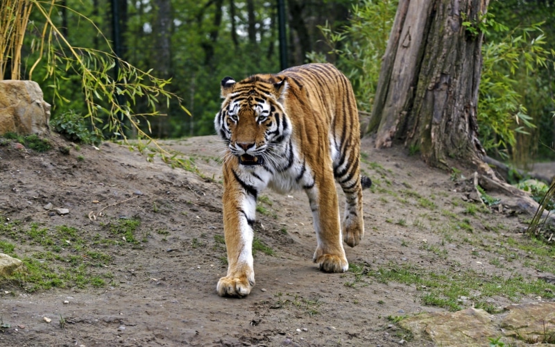 adult, animals in the wild, plant, big cat, whisker, mammal, outdoors, feline, vertebrate, carnivora, tree, 2K, nature, big cats, forest, cat, walking